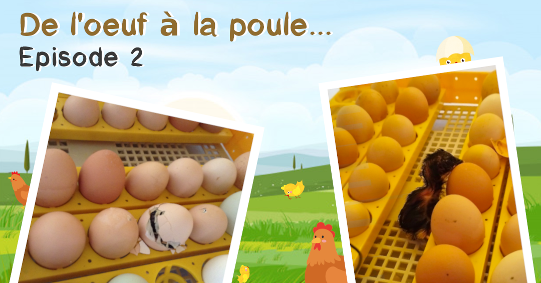 De l'oeuf à la poule... | Mairie de Montesquieu-Volvestre